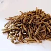 Black Soldier Fly Larvae