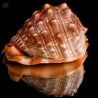 Cypraecassis Rufa Sea Shell