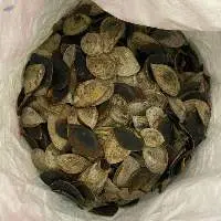 Dried Operculum Snail Shell
