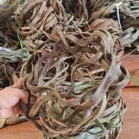 Twisted Forest Rope