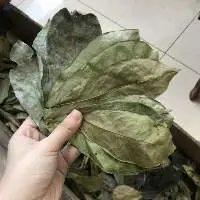 Dried Soursop Leafs