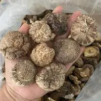 Shiitake Mushroom