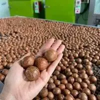 Macadamia Nuts