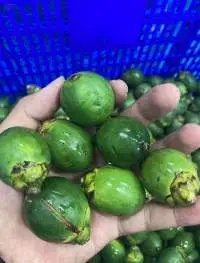 Frozen Betel Nut