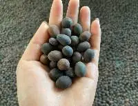 Black Lotus Seeds