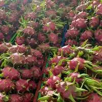 Dragon Fruit Export from Quality to Trust