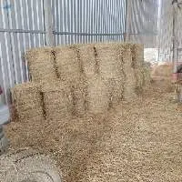 Dried Rice Straw