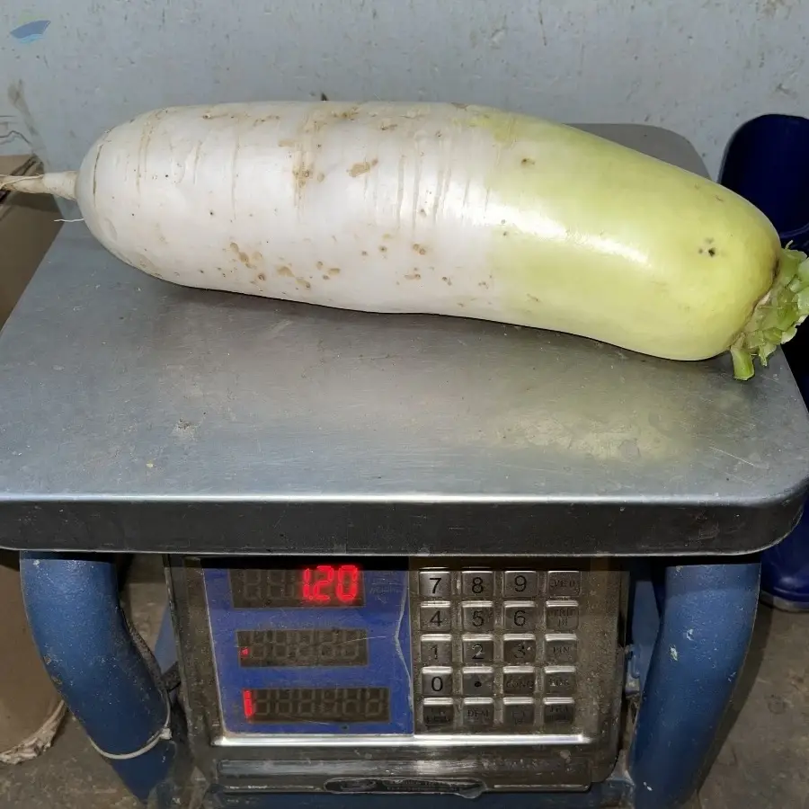 Pickled Radish Daikon
