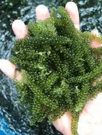 Sea Grape