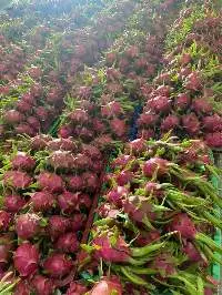 Fresh Dragon Fruit