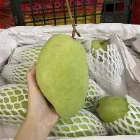 Fresh Mango