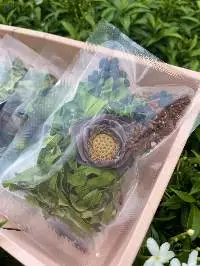 Dried Lotus Flower