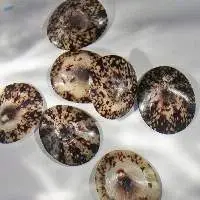 Limpet Shell Seashell Viet Nam