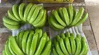 Cavendish Fresh Banana