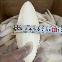 Cuttlefish Bone
