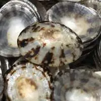 Limpet Shell For Breastfeeding