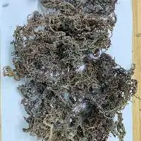 Dried Wildcrafted Sea Moss