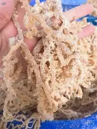 Sea Moss