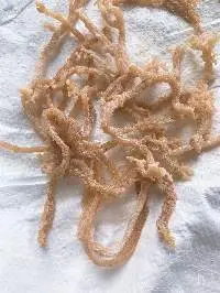 Sea Moss