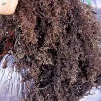 Sea Moss
