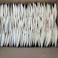 Cuttlefish Bone