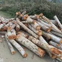 Wood Logs Eucalyptus
