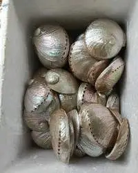 Natural Abalone Shell