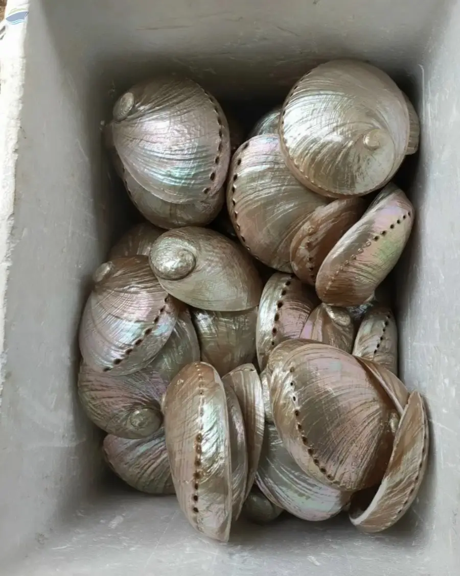 Natural Abalone Shell
