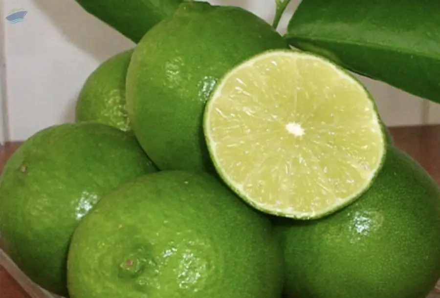 Fresh Seedless Lime