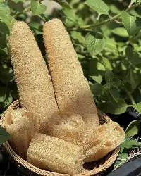 Whole Dried Loofah