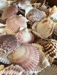 Scallop shell