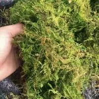 Green Forest Moss