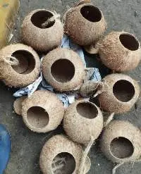 Coconut Shell Bird Nest