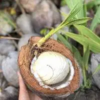 Fresh Sprouts Coconut