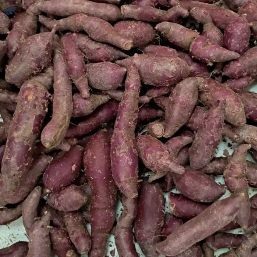 Fresh Sweet Potato