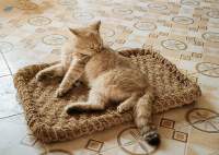 Coir Mat For Pet