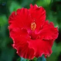 Hibiscus Flower