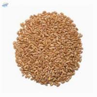 Hard Red Spring Wheat