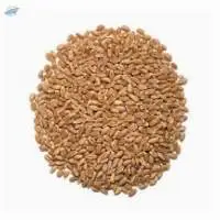 Hard Red Spring Wheat