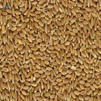 Hard Red Winter Wheat