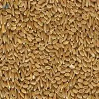 Hard Red Winter Wheat