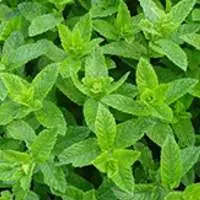 Mint