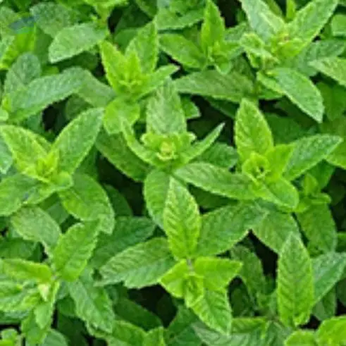 Mint