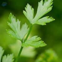 Parsley