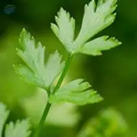 Parsley