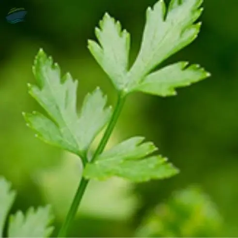 Parsley