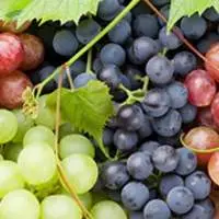 Grapes