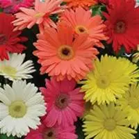 Gerbera Daisy