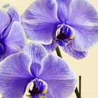 Orchid