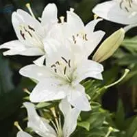 Lilies